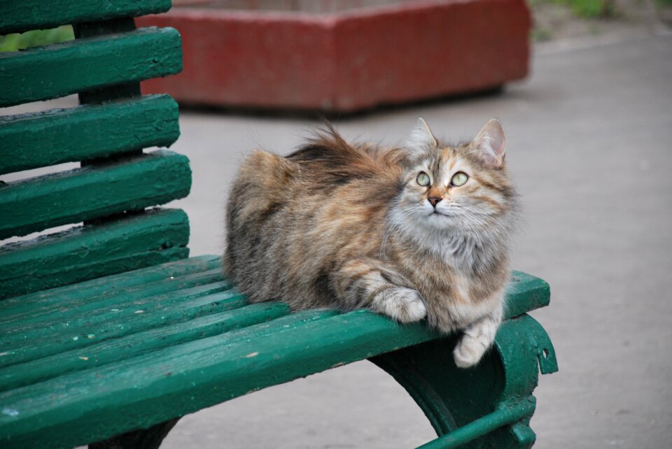 Bench cat fur