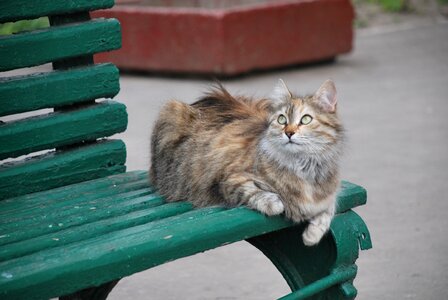 Bench cat fur photo