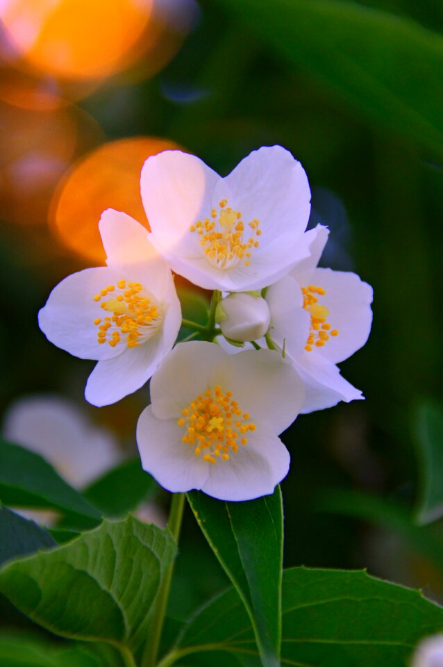 Nature plant bush