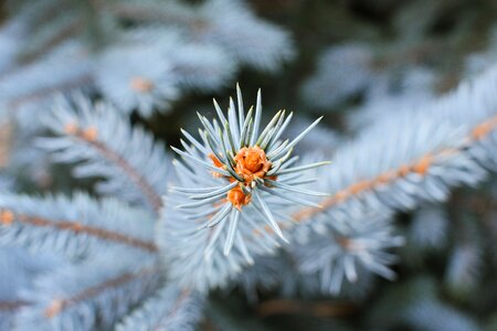 Snow evergreen pine photo