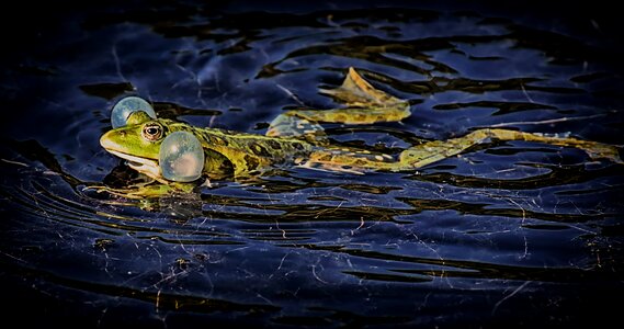 Water frog frog pond high photo