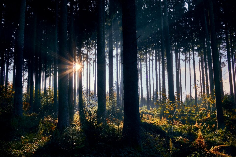 Sunrise forest nature
