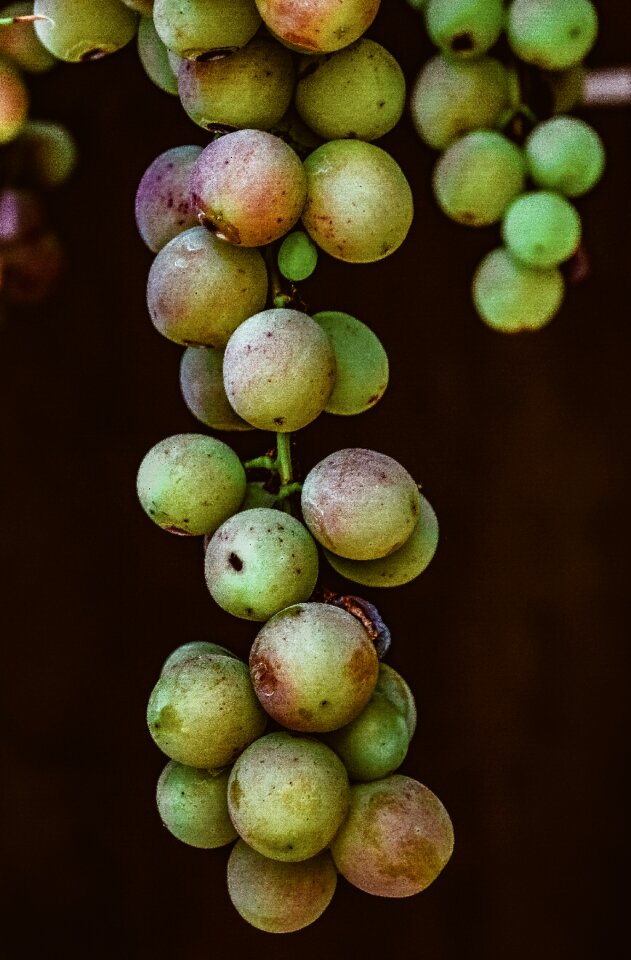 Food nutrition agriculture