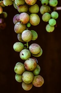 Food nutrition agriculture