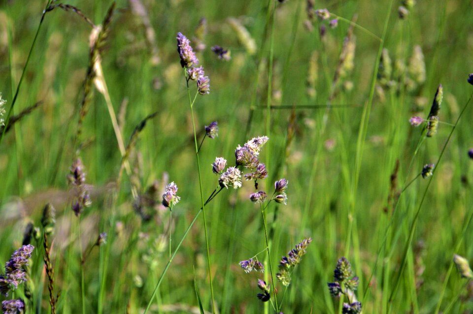 Plant green green grass
