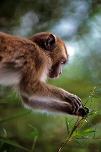 Nature animal world mammal