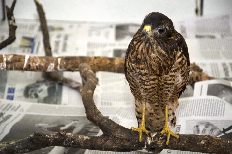 Raptor bird predator