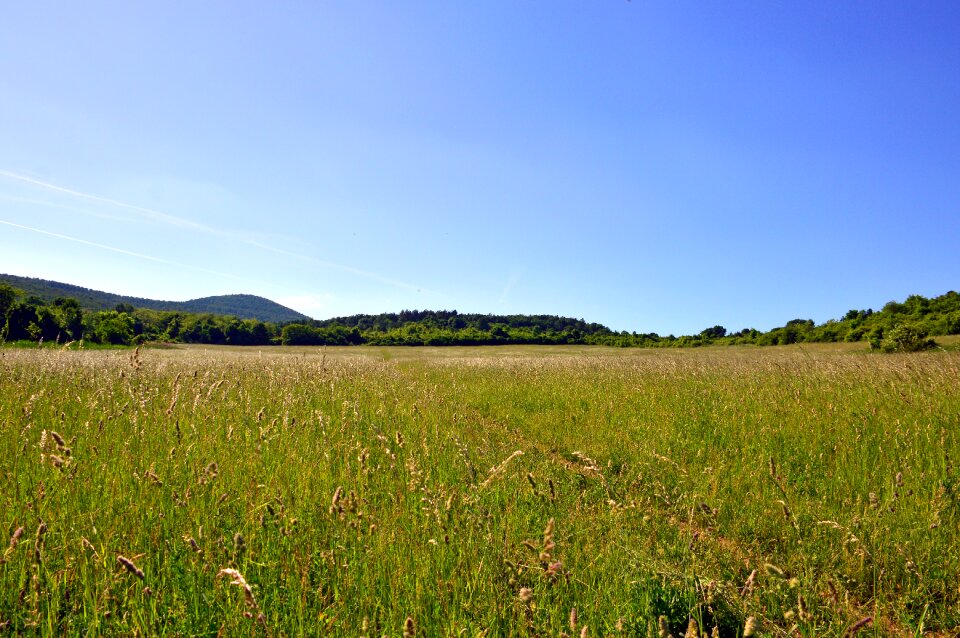 Summer nature meadow