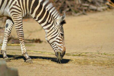 Striped animal world mammal photo