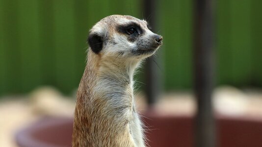 Animal nature mongoose