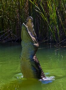 Water dangerous predators