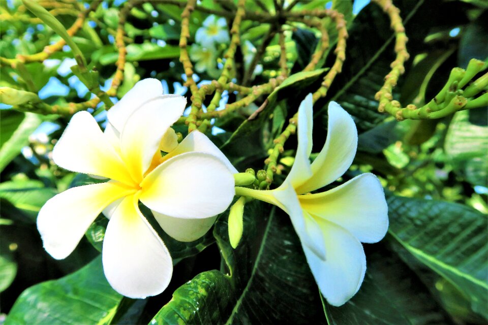 Tropical tree branch