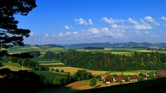 Vineyard agriculture view