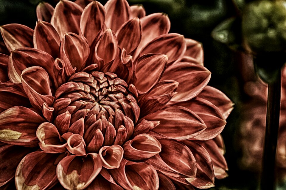 Flower garden ornamental flower blossom