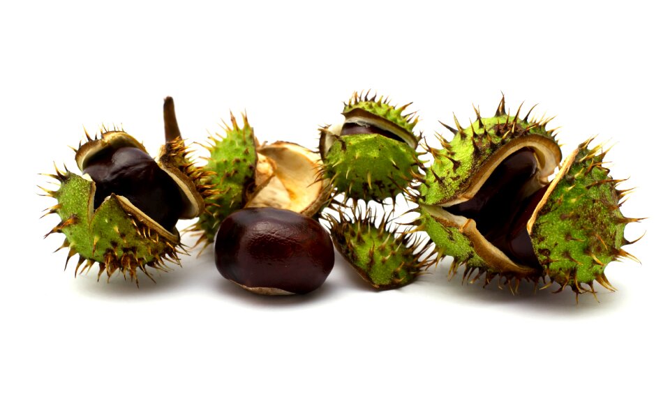 Chestnut autumn fruit photo