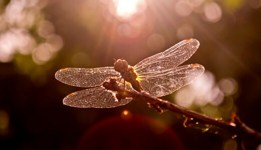 Summer sky insect