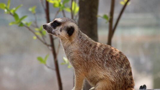 Animal cute zoo
