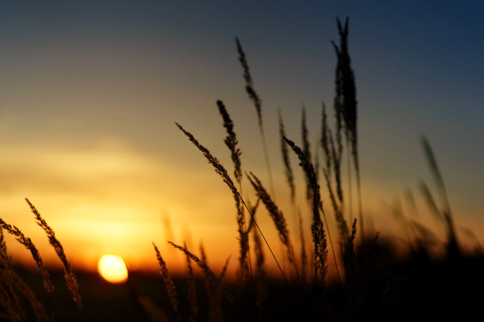 Grass landscape evening