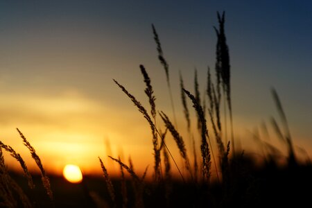 Grass landscape evening photo