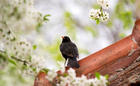 Spring cherry blossom animal photo