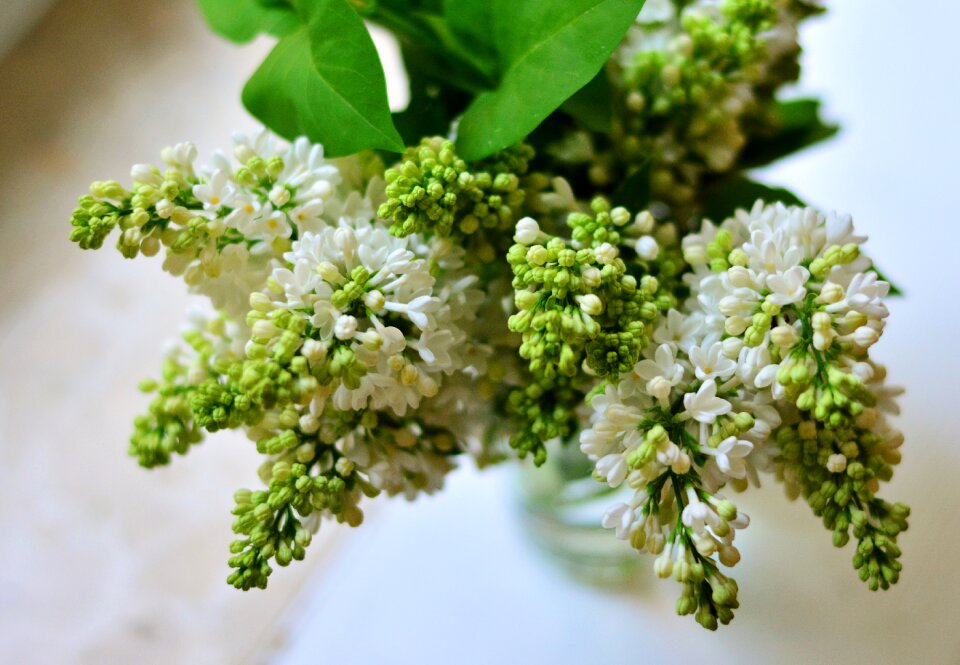 Flowers bloom lilac flower