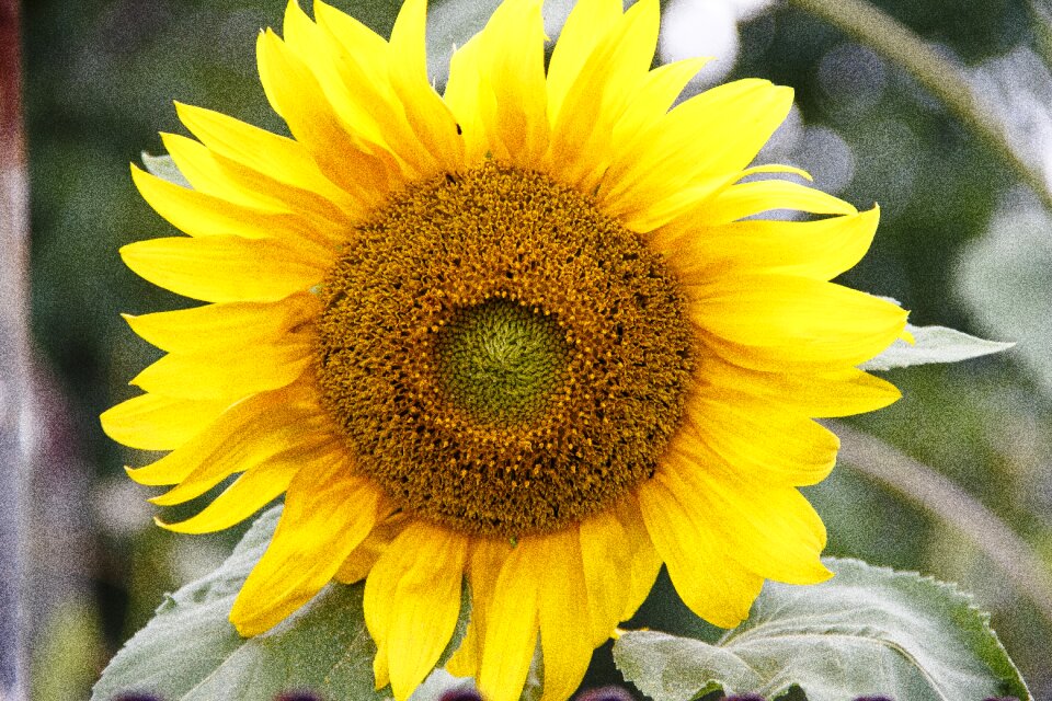 Bloom yellow summer