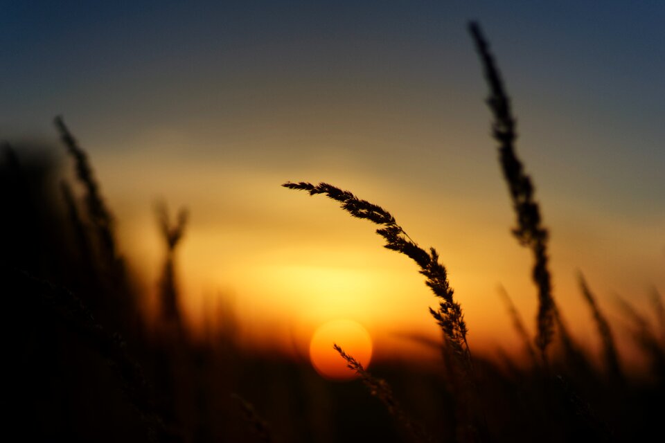 Grass landscape evening