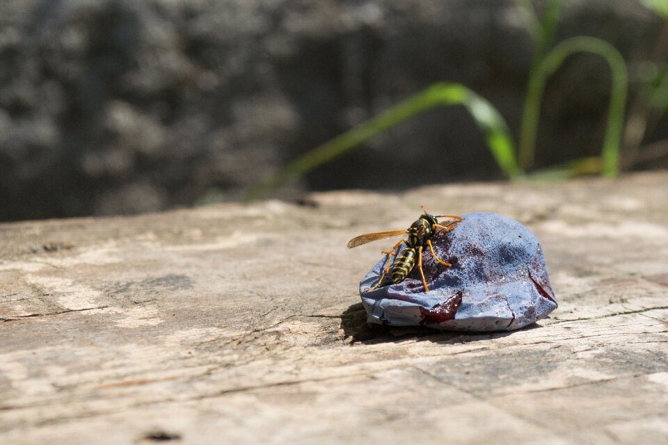 Insect animal nature