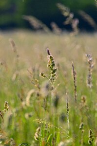Plant green green grass