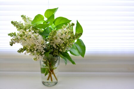 Flowers bloom lilac flower