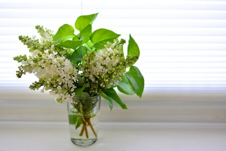 Flowers bloom lilac flower photo