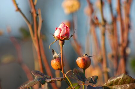 Rose garden autumn nature