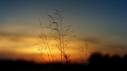 Grass landscape evening photo