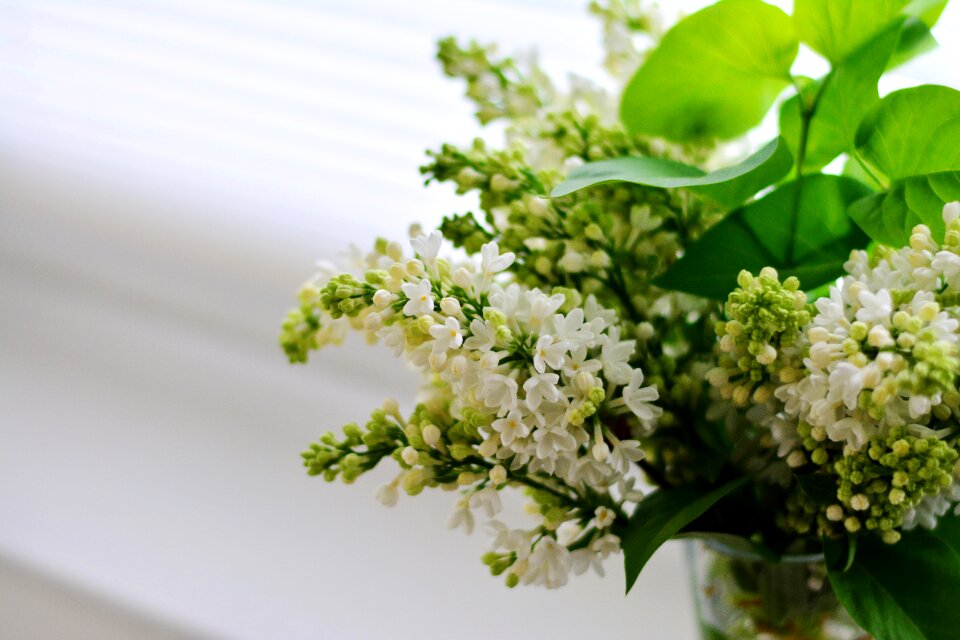 Flowers bloom lilac flower