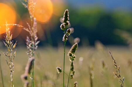 Plant green green grass
