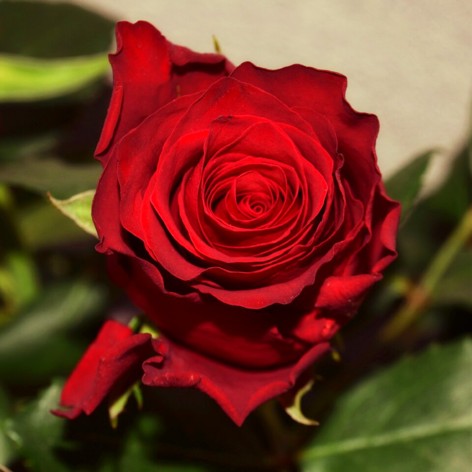 Blossom bloom romantic