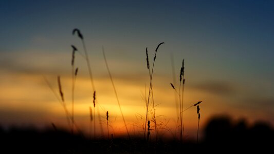 Grass landscape evening photo