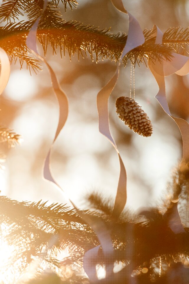 Shine dec seasonal
