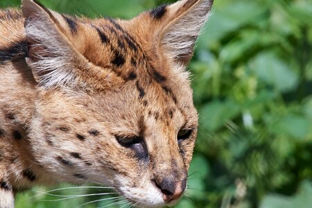 Carnivores small cat cat