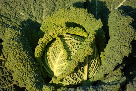 Vegetables agriculture cascine orsine