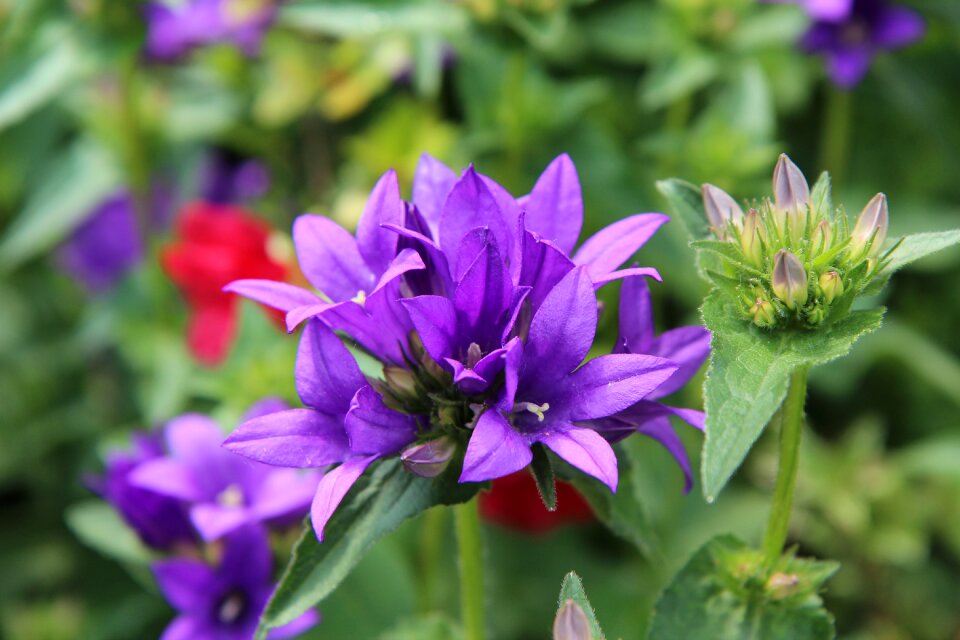 Perennial spring-flowering flower perennial