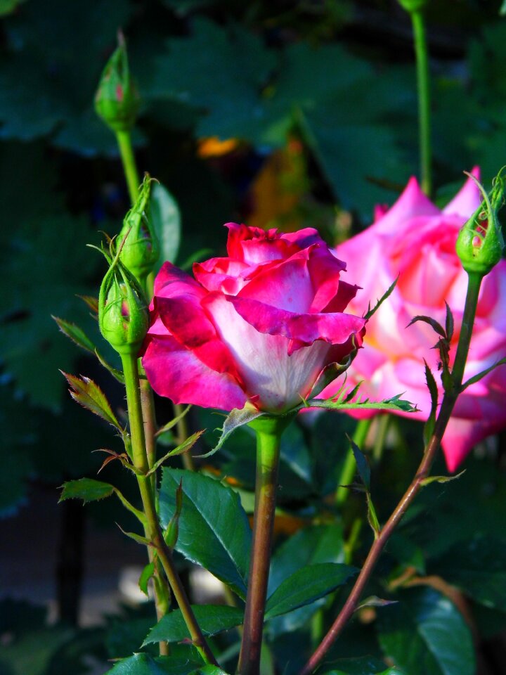 Pink bud foliage