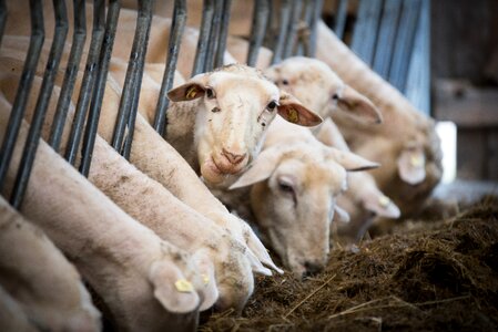 Agriculture flock flock of sheep photo