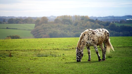Patched piebald animal