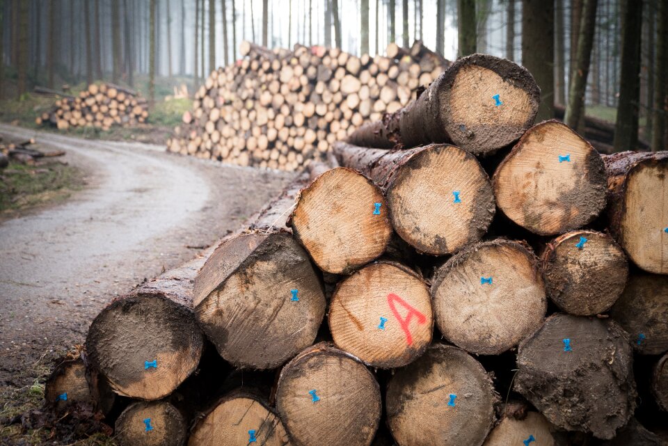 Nature tree trunks forestry
