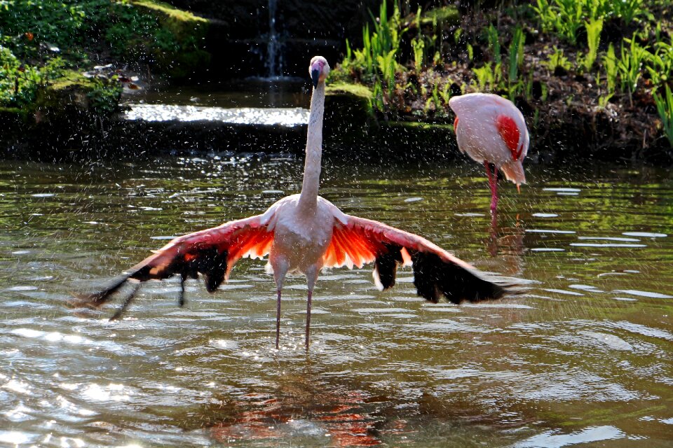 Water flamingo wings