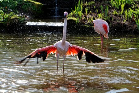 Water flamingo wings