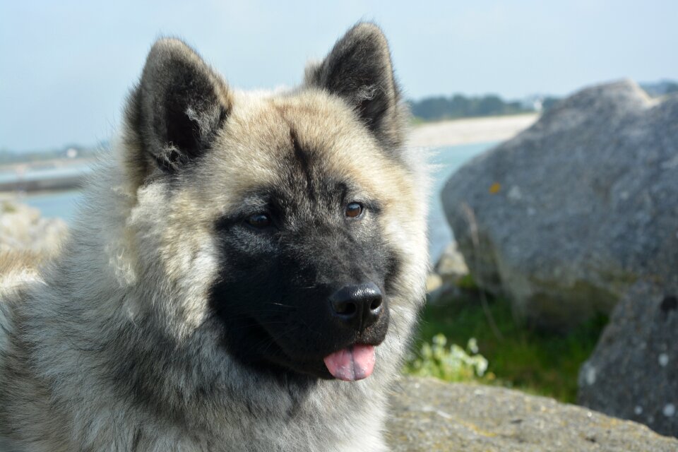 Bore head domestic animal eurasier