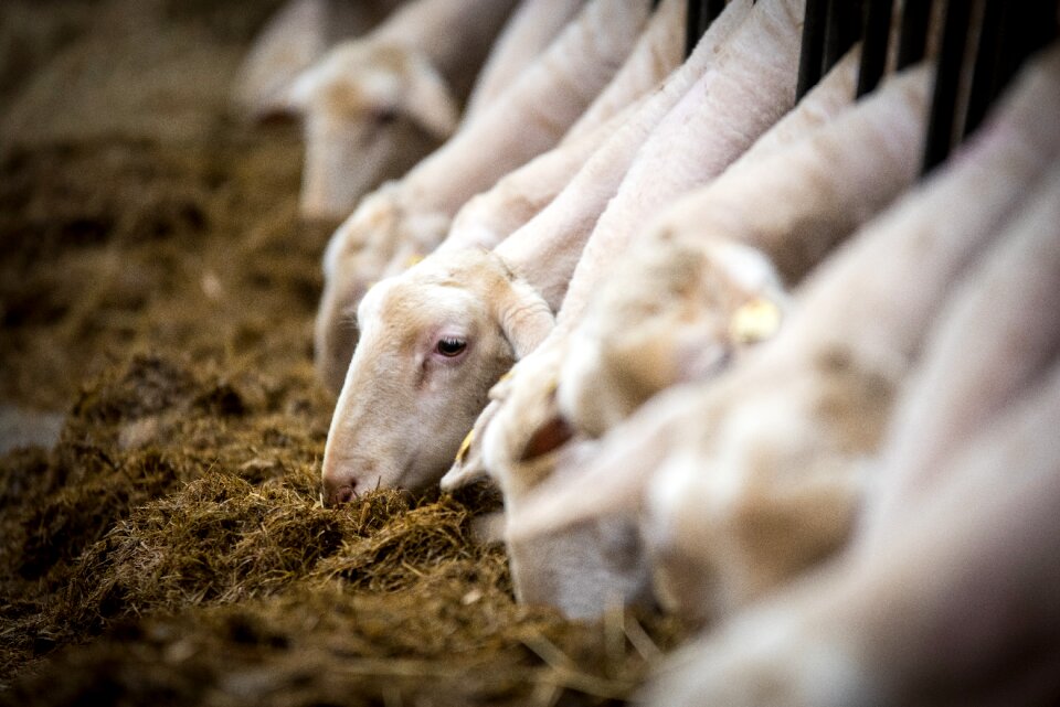 Agriculture flock flock of sheep