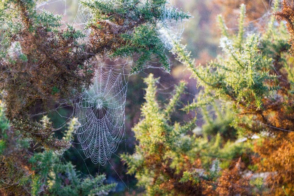 Autumn spiderweb lichtspiel